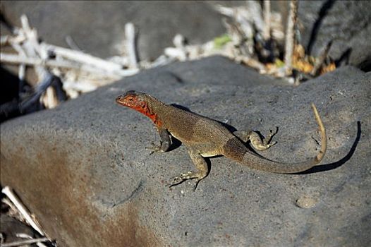 火山岩,蜥蜴,加拉帕戈斯群岛,厄瓜多尔,南美