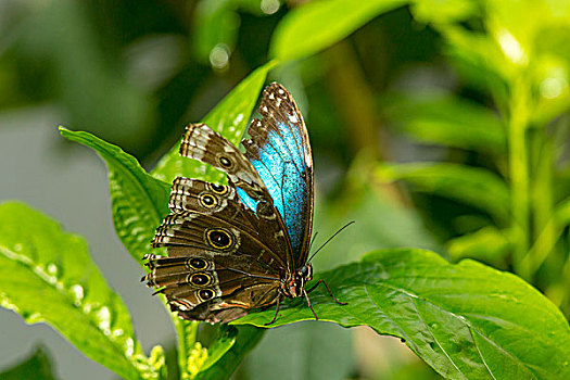 蓝色大闪蝶,蝴蝶,南美大闪蝶,自然,温室,西礁岛,佛罗里达,美国