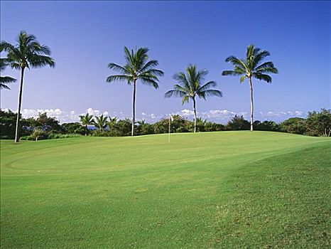 夏威夷,瓦胡岛,胜地,西部,高尔夫球场,树,草地
