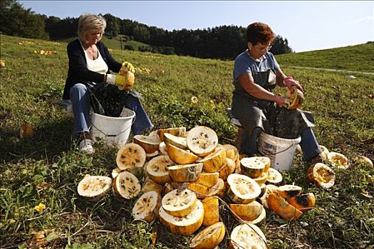 女人,收获,南瓜籽,施蒂里亚,奥地利,欧洲