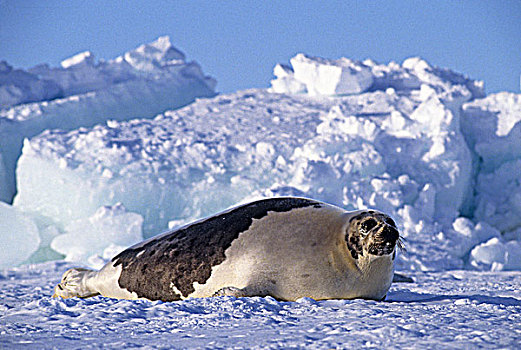 成年,鞍纹海豹,加拿大