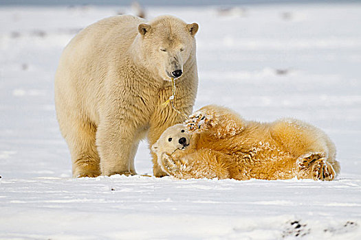 北极国家野生动物保护区,阿拉斯加,北极熊,玩,雪