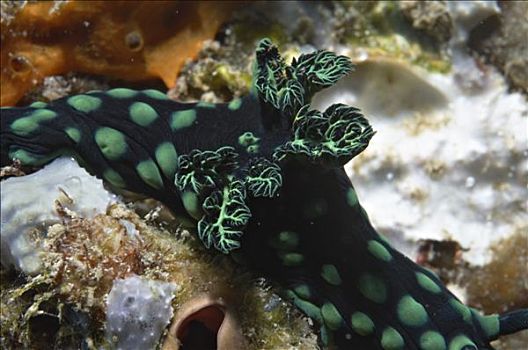 印度尼西亚,巴厘岛,水下,裸鳃类动物