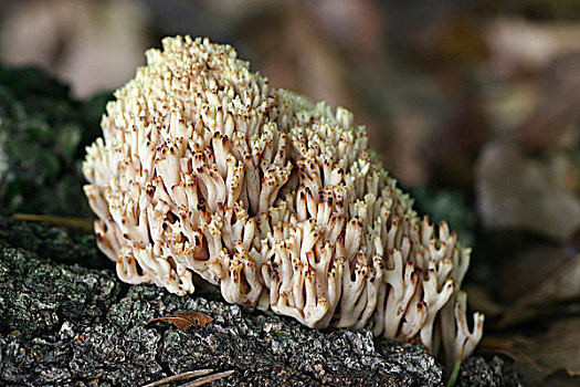 蘑菇,上艾瑟尔省,荷兰
