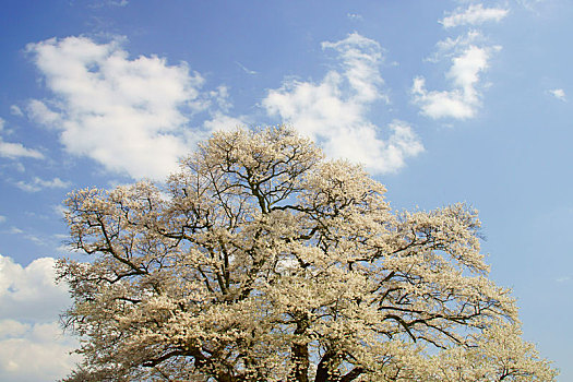 树,樱花,冈山,日本