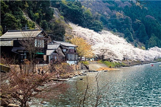 樱花,季节,大崎,日本