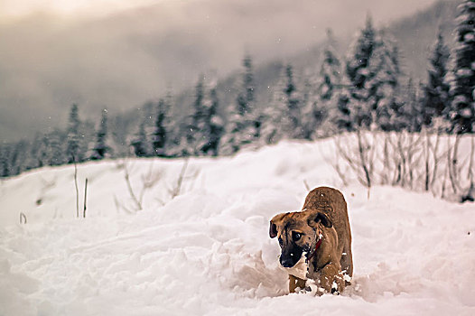 狗,玩,雪中,惠斯勒,不列颠哥伦比亚省,加拿大
