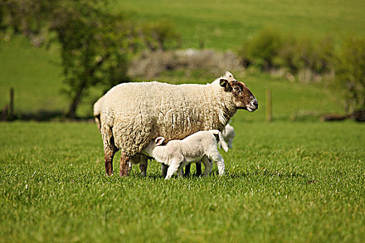 羊羔,哺乳,母亲,绵羊,都柏林,爱尔兰