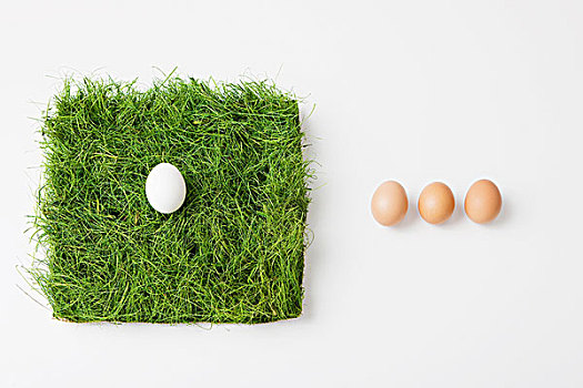 蛋,小块土地,草