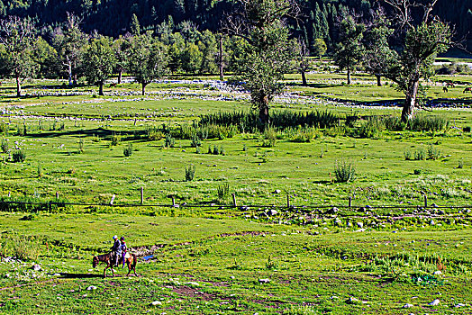 牧场,羊群,马,草地,绿色