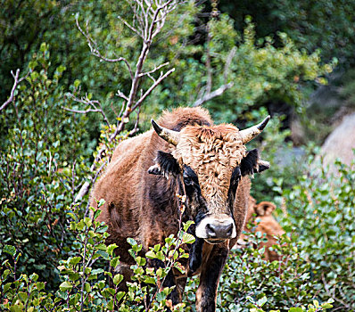 褐色,母牛,灌木丛,科西嘉岛,法国,欧洲
