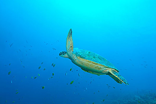 绿海龟,黑海,海龟,太平洋,保和省,海洋,菲律宾,亚洲