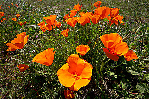 花菱草,加利福尼亚