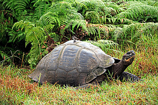 龟,巨大,成年,加拉帕戈斯群岛,太平洋