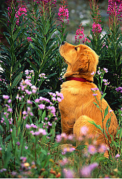 金毛猎犬,幼仔,坐,地点,花