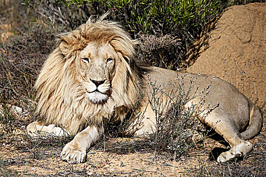 雄性,狮子,游戏,公园,靠近,开普敦,南非