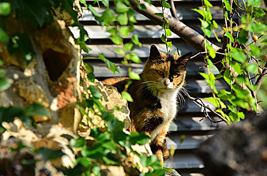 花猫