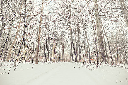 雪,树,树林,一月