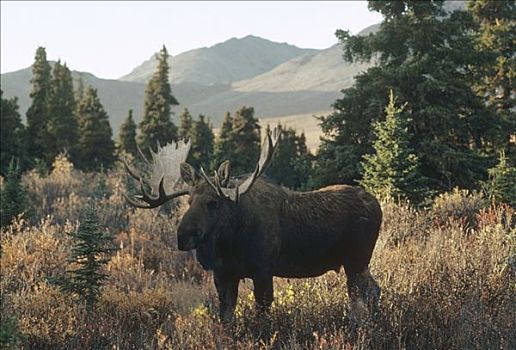 驼鹿,美洲驼鹿,雄性,德纳利国家公园和自然保护区,阿拉斯加