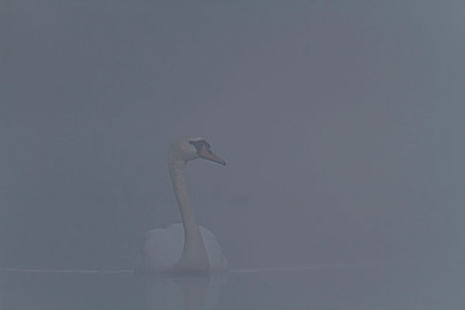疣鼻天鹅,雾,梅克伦堡前波莫瑞州,德国,欧洲