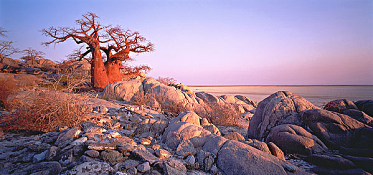 猴面包树,马卡迪卡迪盐沼,博茨瓦纳