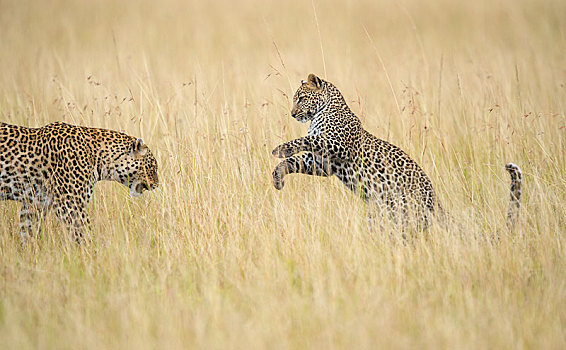 幼兽,豹,玩,热带草原,高,草,马赛马拉,保存,肯尼亚,非洲