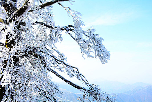 晴空下的雪松与湛蓝的天空