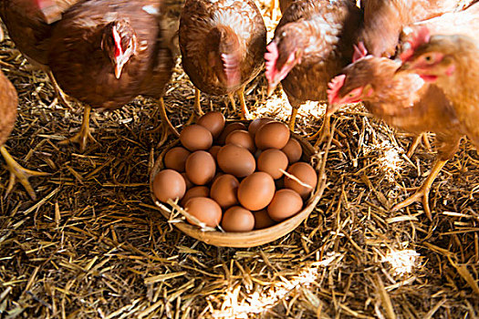 鸡蛋,篮子,生活方式,母鸡