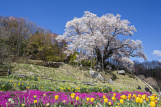 樱桃树,福岛,日本