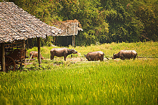 母牛,钳,清迈,泰国