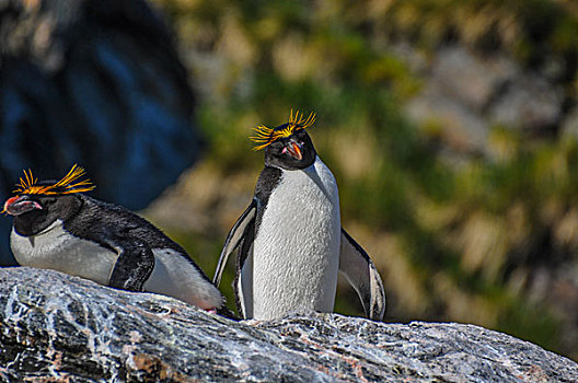 南极麦哲伦企鹅在岩石上