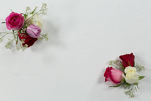 玫瑰,花,放置,白色背景,背景