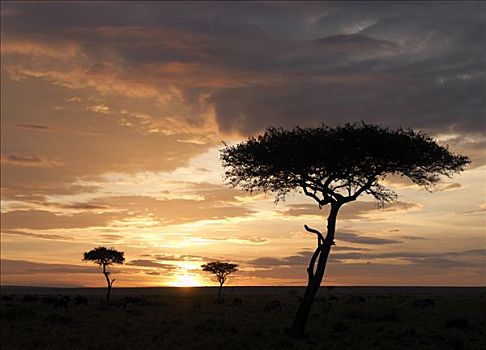 树,剪影,落日,马塞马拉野生动物保护区