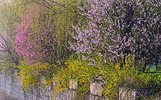 春天的花和柳树