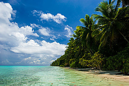 棕榈树,沙滩,蚂蚁,环礁,密克罗尼西亚,大洋洲