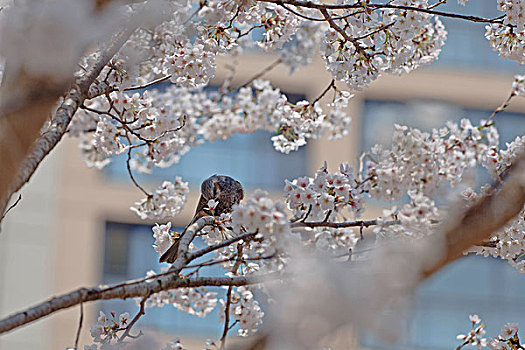 樱花