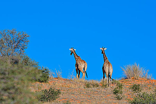 长颈鹿,两个,幼兽,走,上面,红色,沙丘,卡拉哈迪,国家公园,北开普,南非,非洲