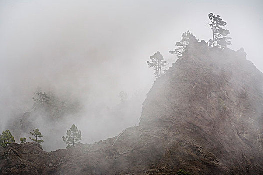 树,雾状,悬崖