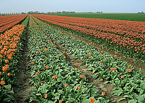 荷兰,郁金香属,土地