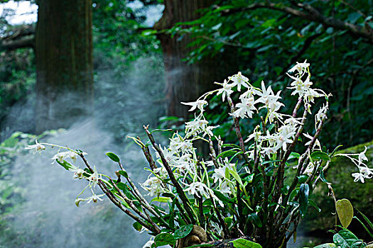 野生开花的铁皮石斛