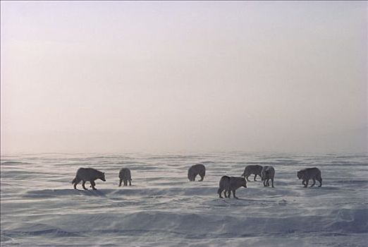 北极狼,狼,冰,地点,艾利斯摩尔岛,加拿大