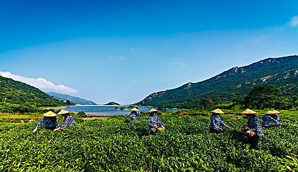 连云港市后云台山茶田景观