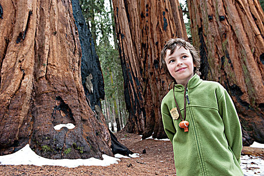男孩,站立,正面,大树,美洲杉,国王峡谷,国家公园,加利福尼亚,美国