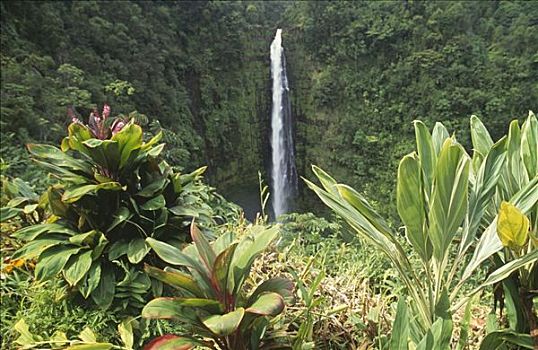 瀑布,树林,阿卡卡瀑布,阿卡卡瀑布州立公园,夏威夷,美国