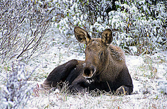 驼鹿,幼兽,碧玉国家公园,西部,艾伯塔省,加拿大