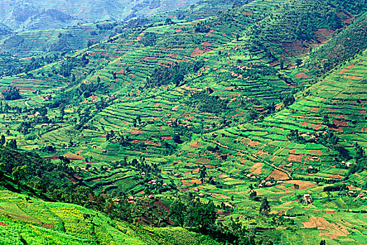 乌干达,国家公园,农业