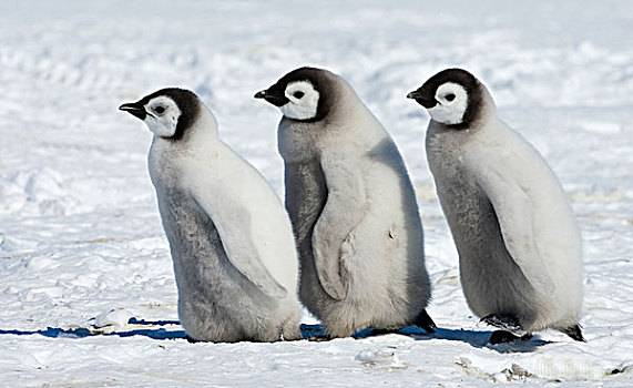 帝企鹅,幼禽,走,南极