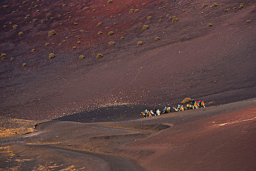 骆驼,旅游,蒂玛法雅国家公园,兰索罗特岛,加纳利群岛,西班牙,欧洲