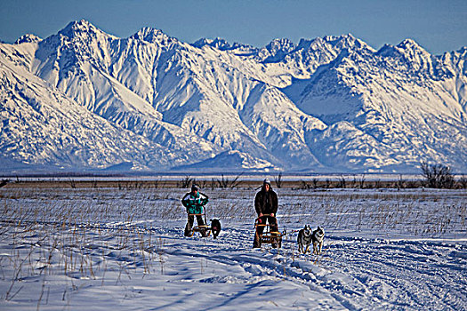 两个,娱乐,狗,靠近,楚加奇山,背景,阿拉斯加,冬天