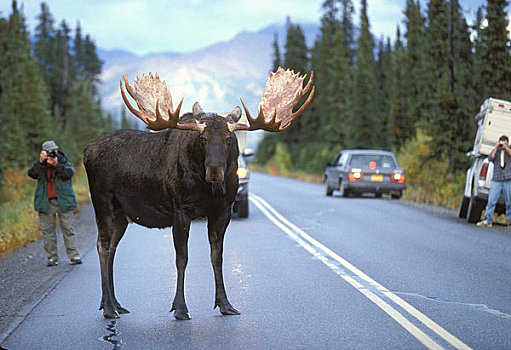 驼鹿,阻挡,交通,公园,道路,德纳里峰国家公园,阿拉斯加